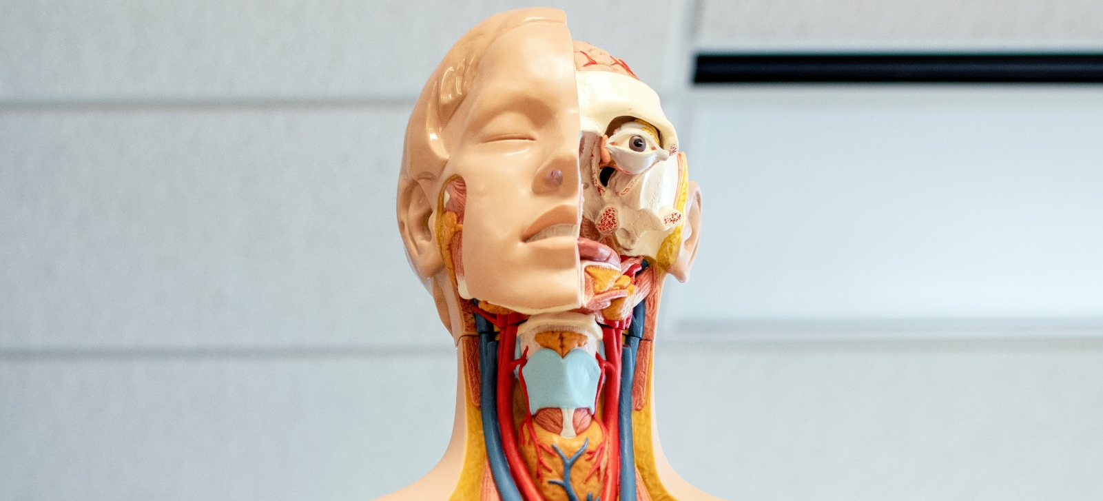 plastic model of human body