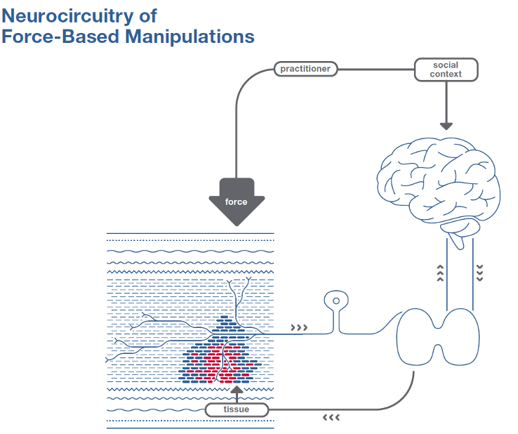 Neurocircuitry of force-based manipulations